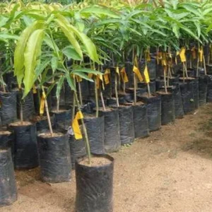Mango Grafting Plants
