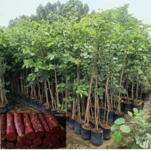 Red Sandalwood Plants